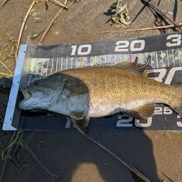 スモールマウスバス