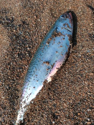 マサバの釣果