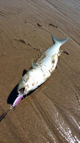 ボラの釣果