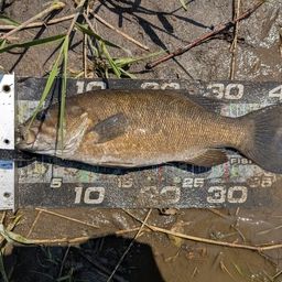 スモールマウスバス