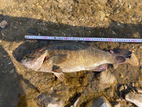 スモールマウスバスの釣果