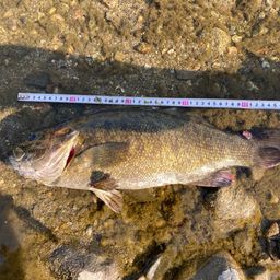 スモールマウスバス