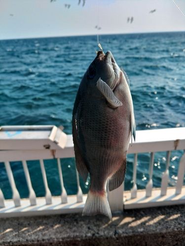 グレの釣果