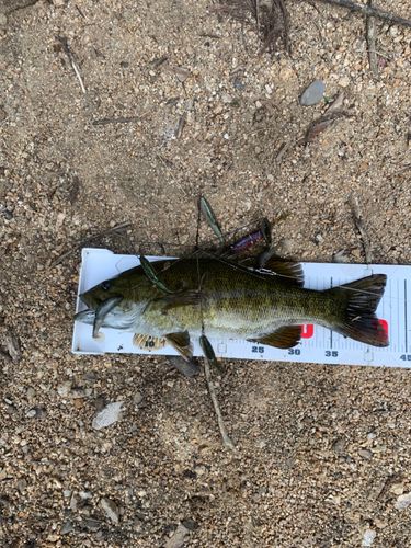 スモールマウスバスの釣果