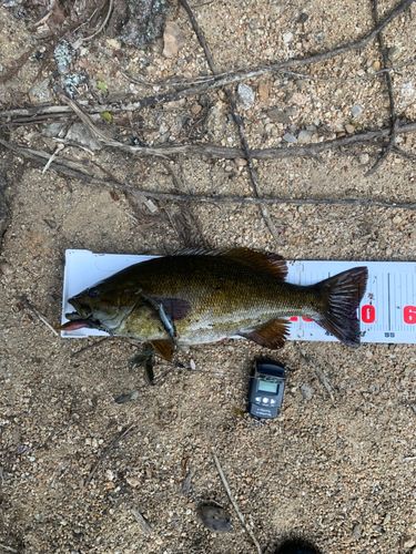 スモールマウスバスの釣果