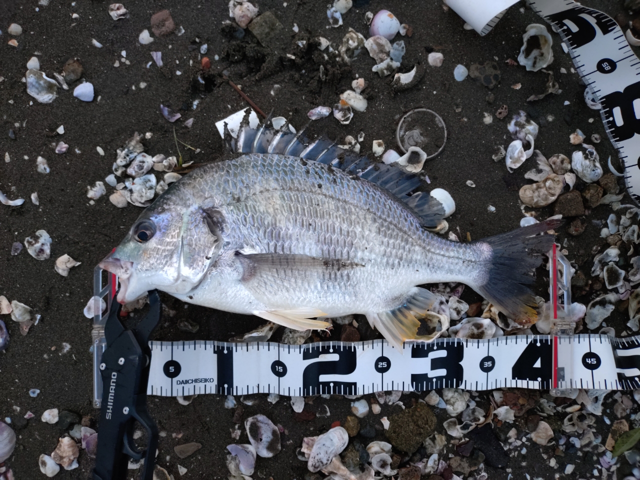 SHIMANO 20エクスセンス MB S88ML-5の最安値・インプレ・釣果 SHIMANO 20エクスセンス MB S88ML-5の最安値・インプレ・釣果