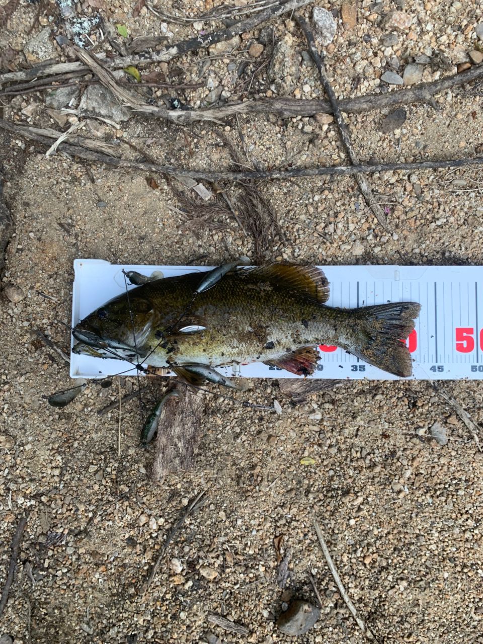 スモールマウスバス