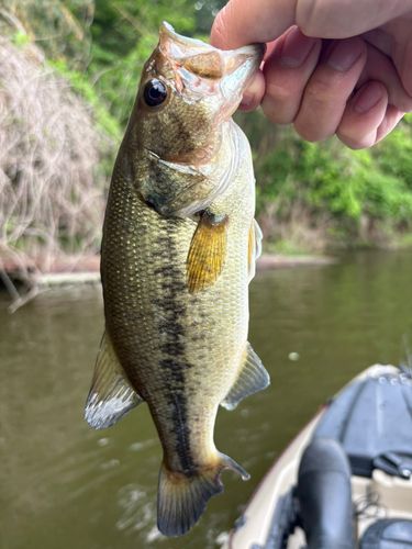 ブラックバスの釣果