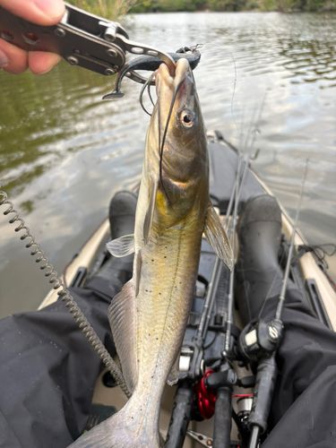 アメリカンキャットフィッシュの釣果