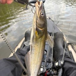 アメリカンキャットフィッシュ