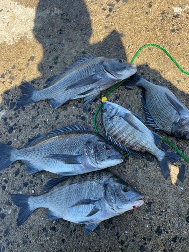 チヌの釣果