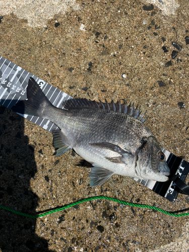 チヌの釣果