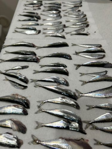 サバの釣果