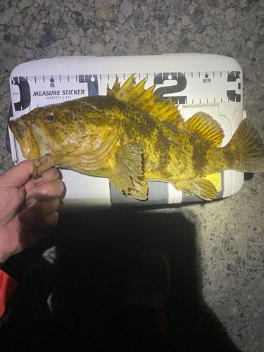 ソイの釣果