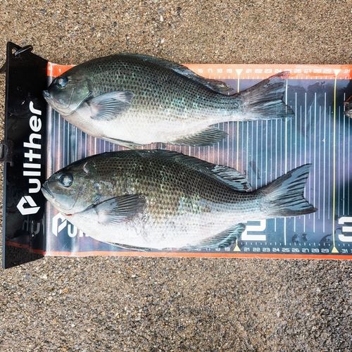 グレの釣果