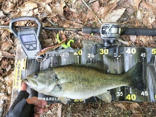ブラックバスの釣果