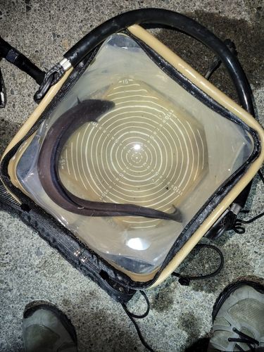 マアナゴの釣果