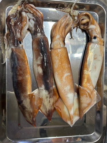 スルメイカの釣果