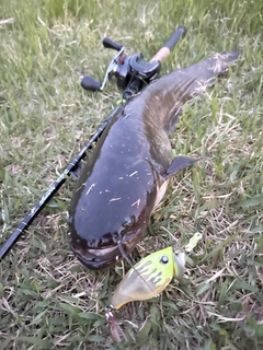 ナマズの釣果