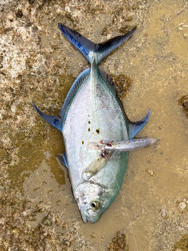 ナンヨウカイワリの釣果