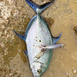 ナンヨウカイワリ