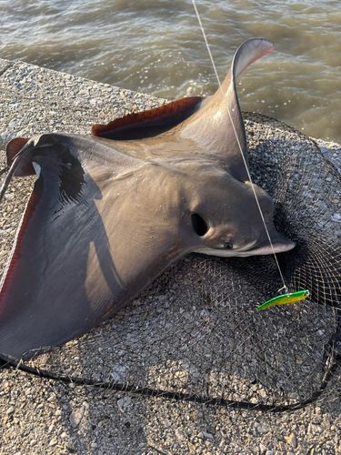 ナルトビエイの釣果