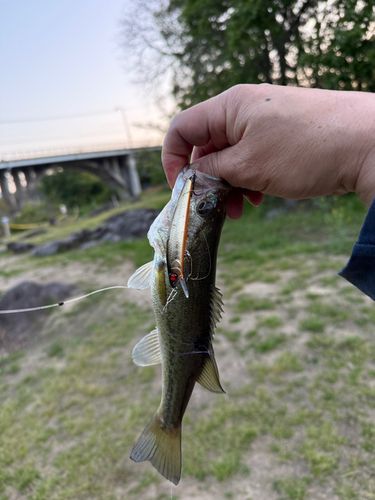 ラージマウスバスの釣果