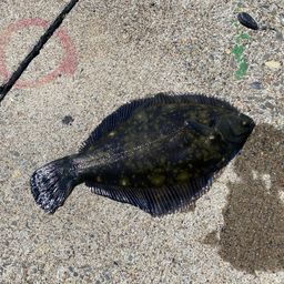 クロガシラガレイ