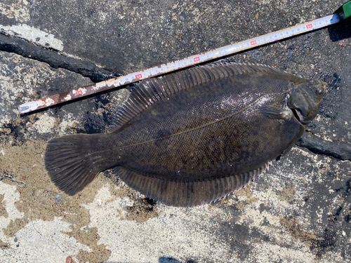 クロガシラガレイの釣果
