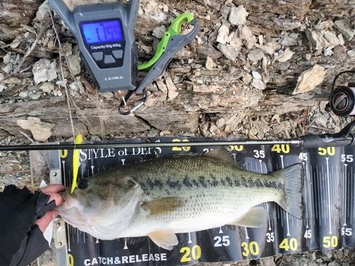 ブラックバスの釣果