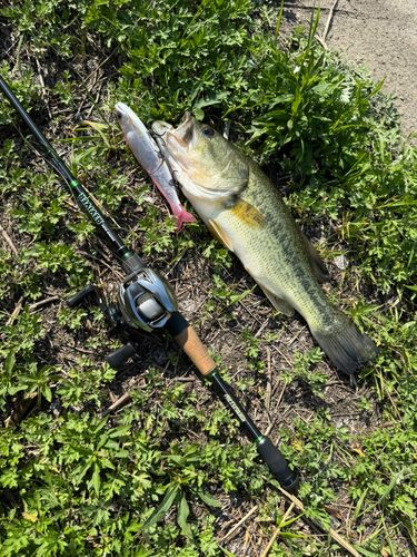 ブラックバスの釣果