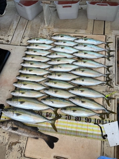 ハマチの釣果