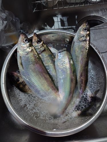 ニシンの釣果