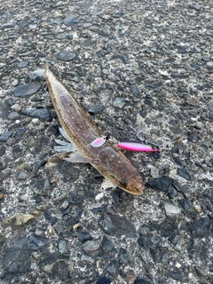 エソの釣果