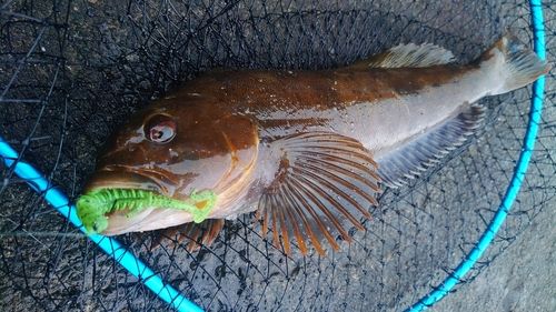 アイナメの釣果