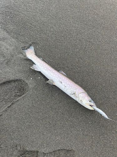 アメマス