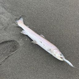 アメマス