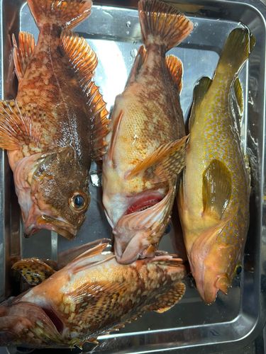 キジハタの釣果