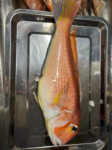 アマダイの釣果