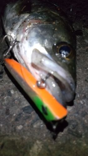 セイゴ（マルスズキ）の釣果