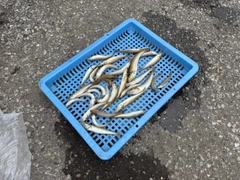 キスの釣果