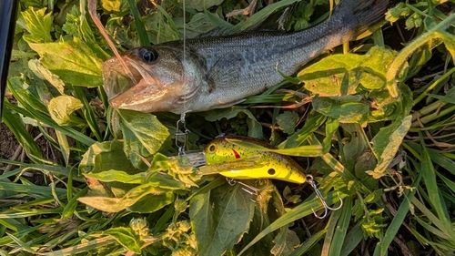 ブラックバスの釣果