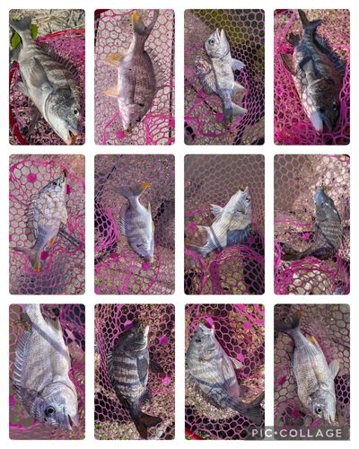 クロダイの釣果