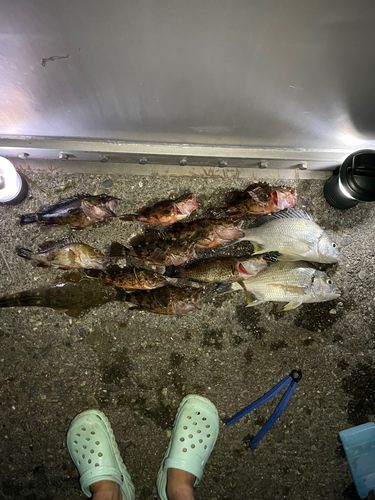 釣果