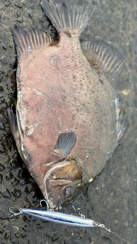 クロホシマンジュウダイの釣果
