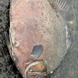 クロホシマンジュウダイ