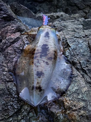 モイカの釣果