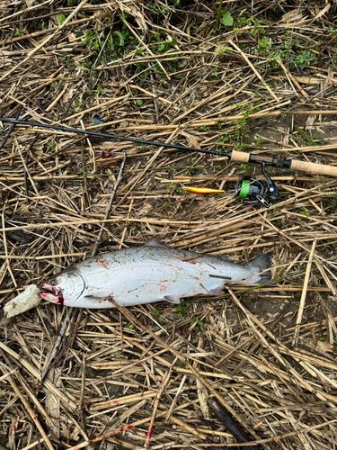 サクラマスの釣果