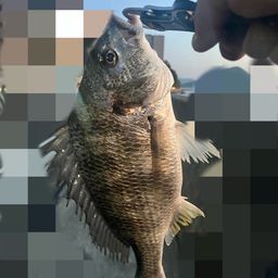 チヌ