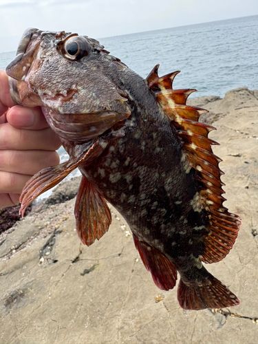 イソカサゴの釣果